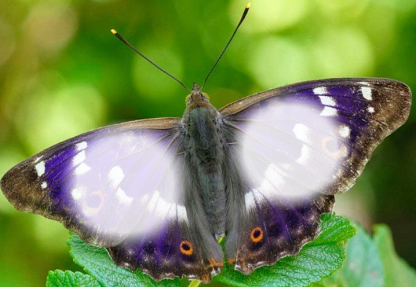 mariposa Montaje fotografico