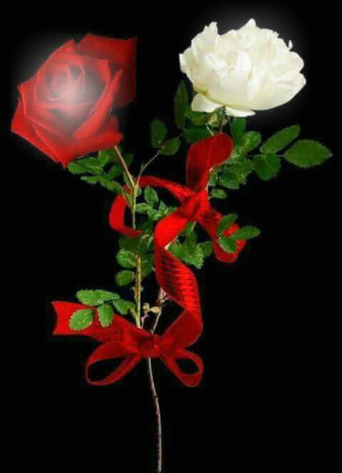 rosa blanca y roja Fotomontaža