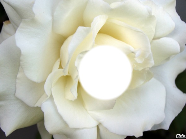rose blanche Φωτομοντάζ