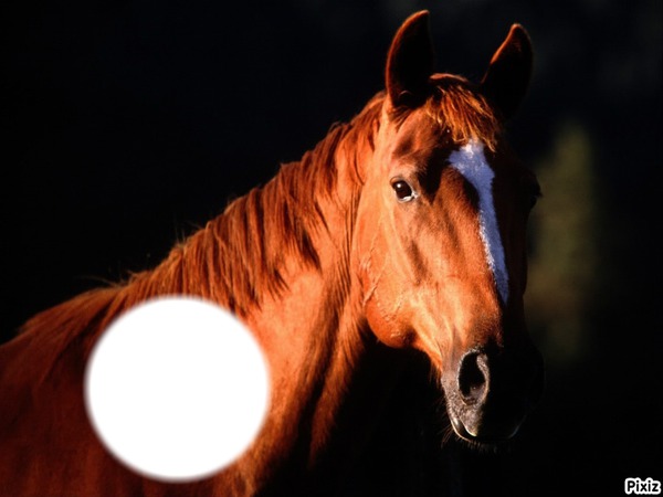 chevaux♥ Fotomontaggio