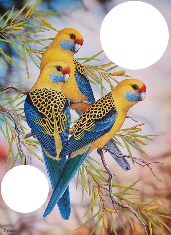 perroquet Photomontage