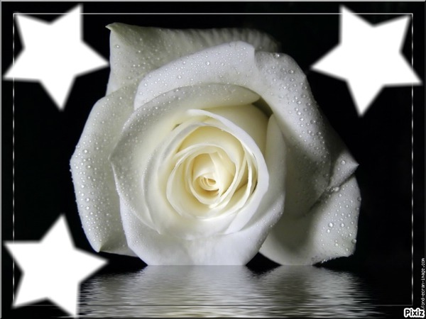 rose blanche Fotomontagem