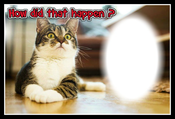 Cat surprise 1 bill Fotomontagem