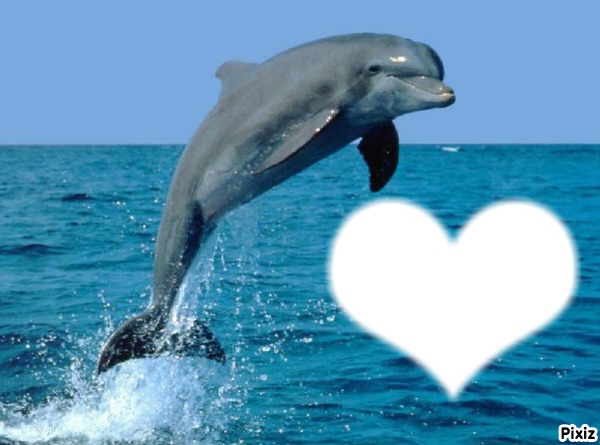 coeur dauphin Photomontage