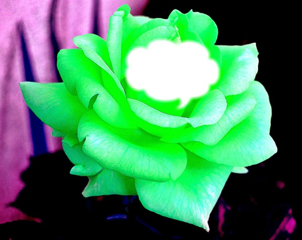 rose de jade Fotomontagem