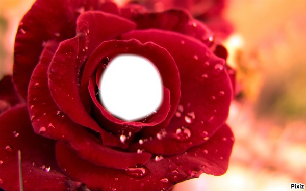 red rose Fotomontasje