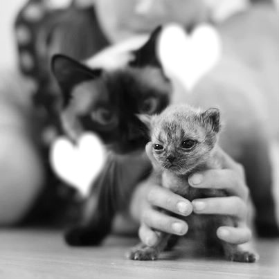 amours de chats Фотомонтаж