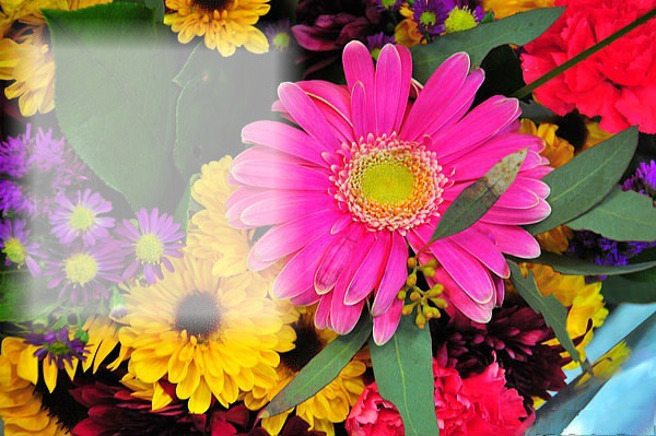 flower Fotomontagem