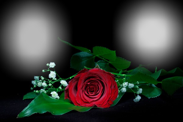 rosa roja Fotomontaż