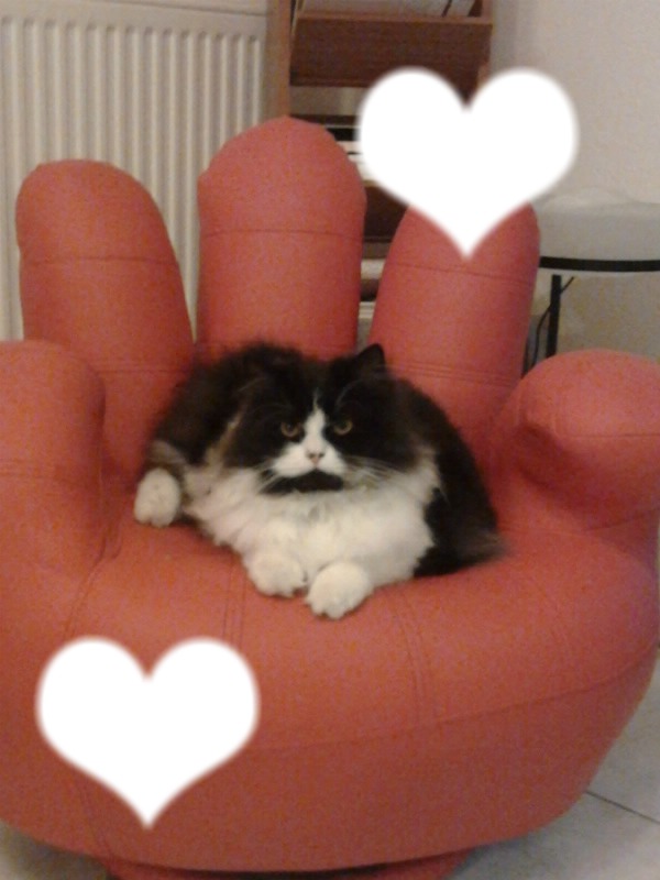 Chat que j'aime Photo frame effect