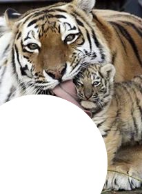 tigre et son bebe Montaje fotografico