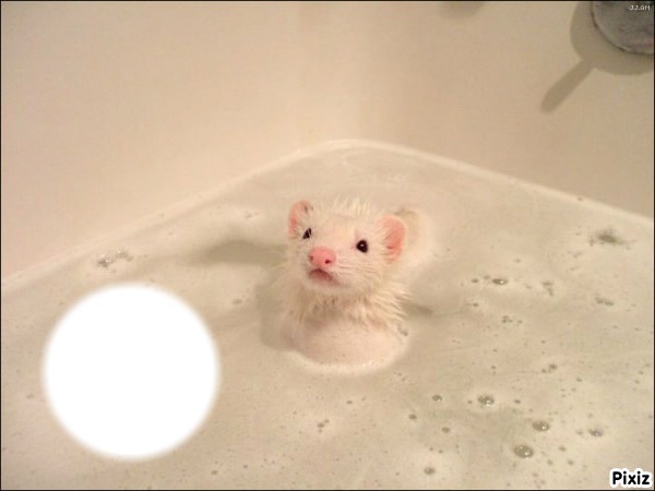 Mouse in bath Φωτομοντάζ