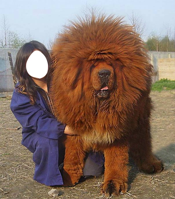 gros chien Photomontage