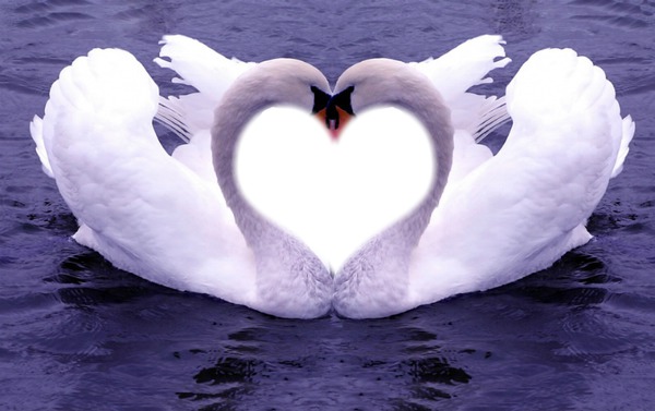 Cisne-coração Fotomontáž