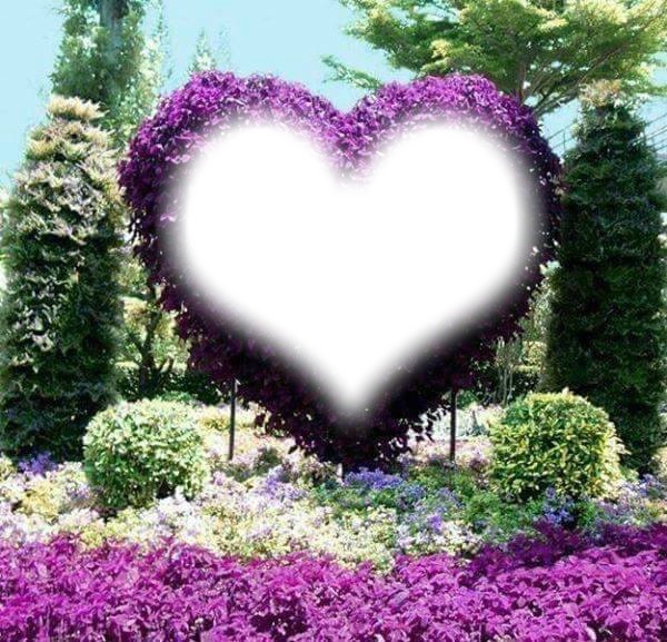 corazon violeta Fotomontaža