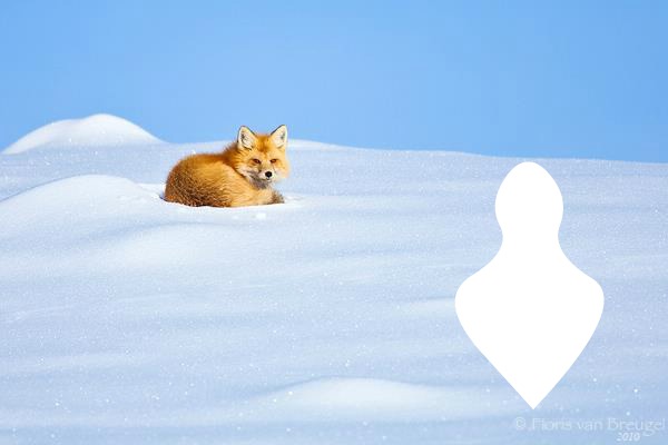 winter fox フォトモンタージュ
