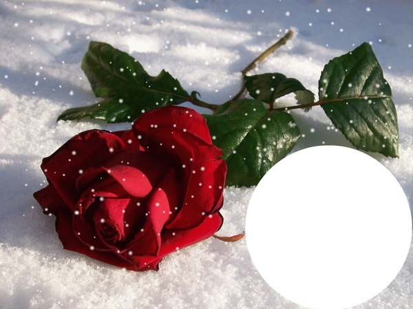 Роза на снегу! Montage photo