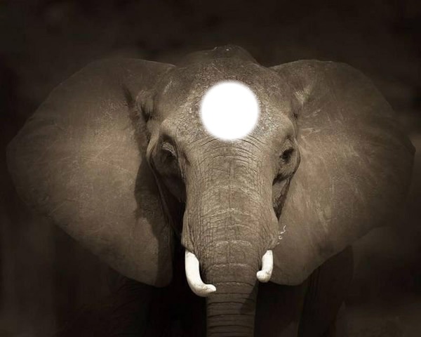 elephant Photo frame effect