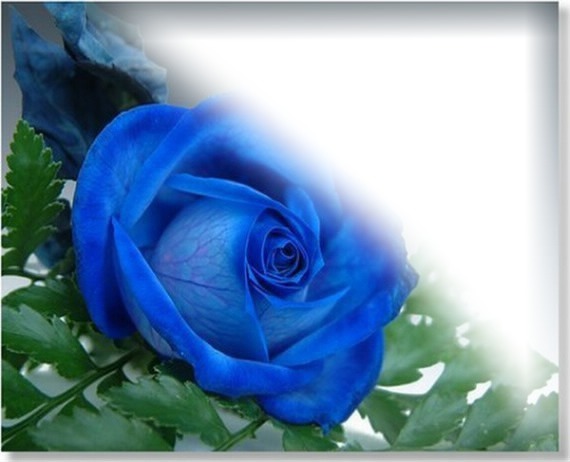 blue flower Fotomontasje
