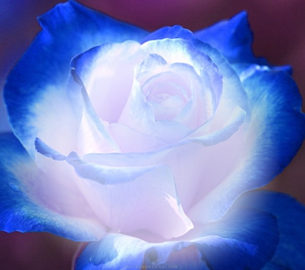 Bule Rose Fotomontasje