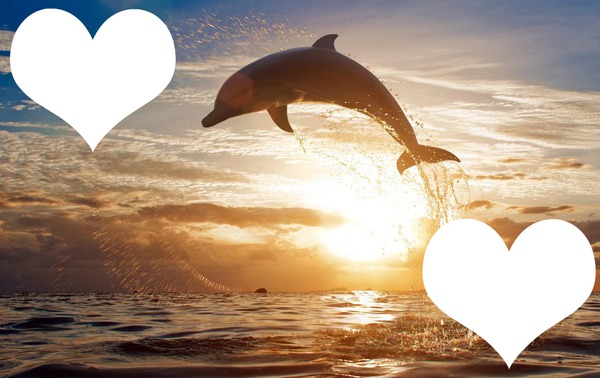 Coucher de soleil avec dauphin Photo frame effect