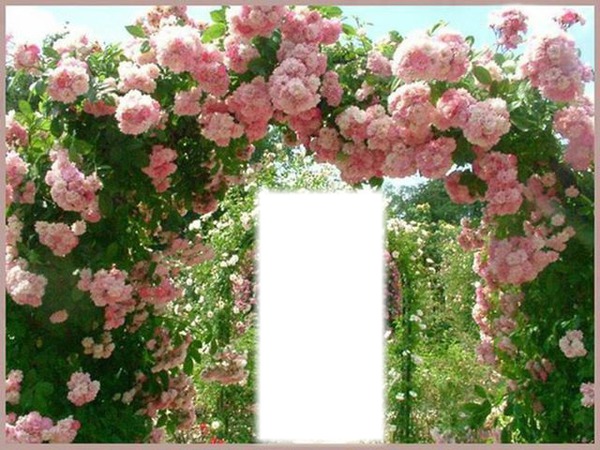arche de roses Fotomontažas