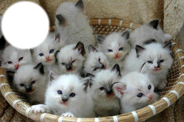*Famille chatons* Fotomontasje