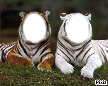 tigree Fotomontaggio