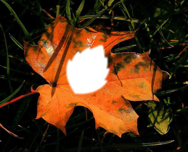 Autumn : leaf Fotomontaža
