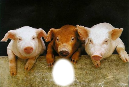 les 3 petits cochons フォトモンタージュ