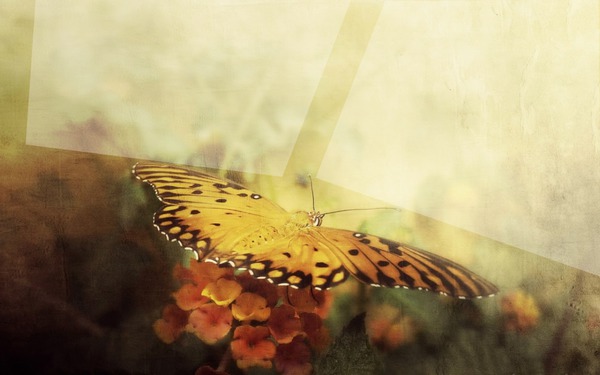 borboleta Fotomontage