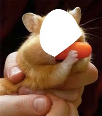 hamster Фотомонтажа