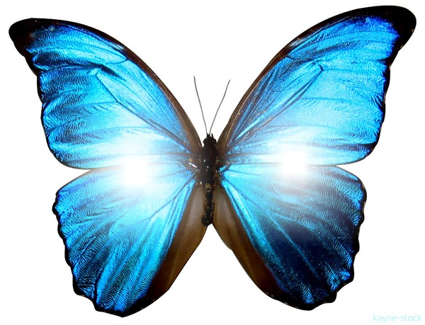 borboleta azul Photomontage