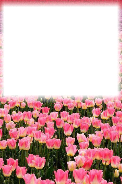 tulipán Fotomontasje