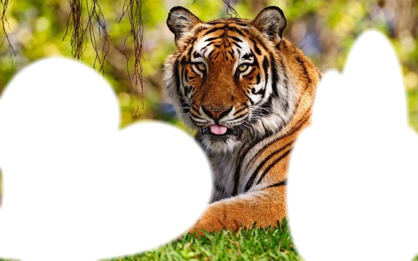tigre et loup Montaje fotografico
