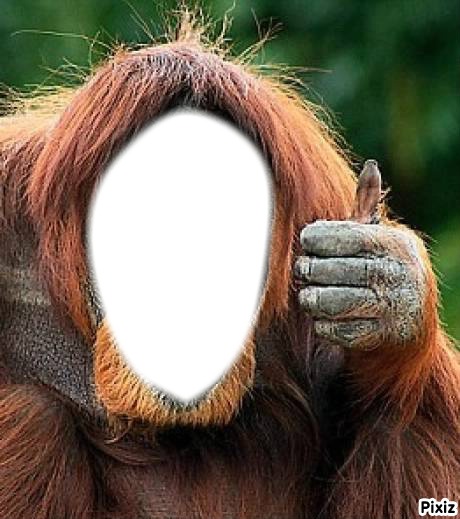 orang outang Fotomontaggio