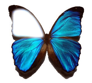 papillon Fotomontaż