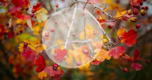 Autumn Photo frame effect