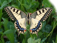 papillon coeur Fotomontaža