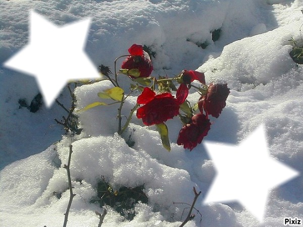 Rose dans la neige フォトモンタージュ