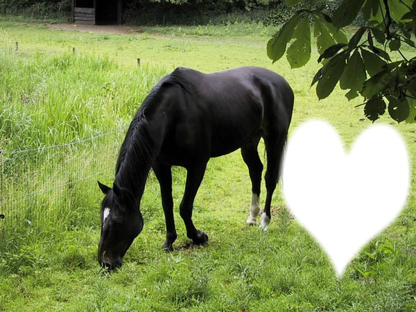 cheval de coeur Фотомонтажа