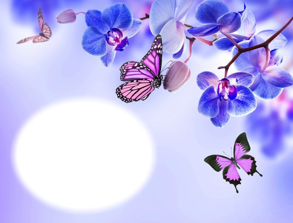 Orchidée bleue - papillons - fleur - nature Photo frame effect