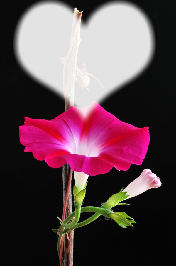 Flower Fotomontage
