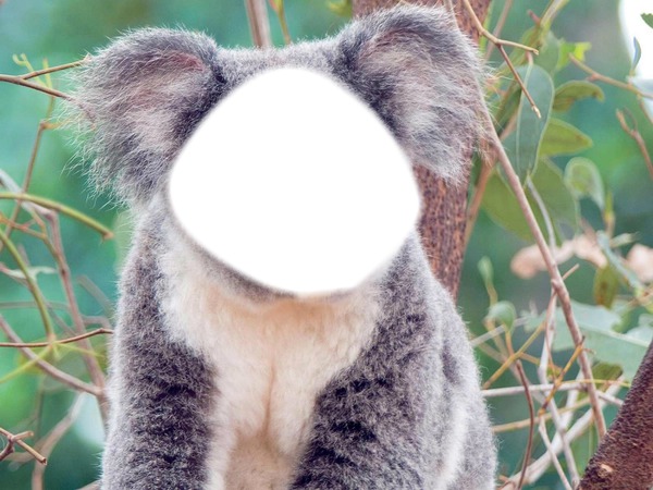 koala Fotomontaggio