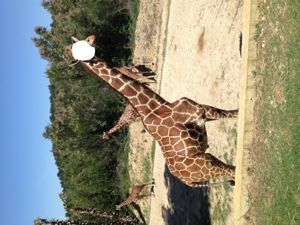 être une girafe フォトモンタージュ