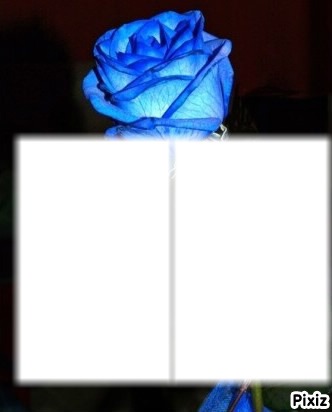 Rose Bleu Фотомонтаж