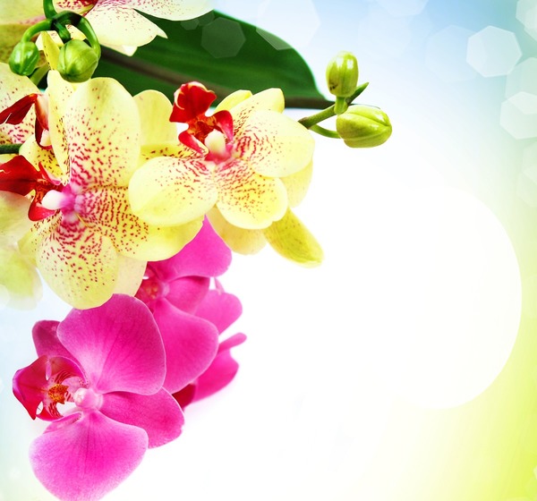 Beautiful flowers like you !#1 Photomontage