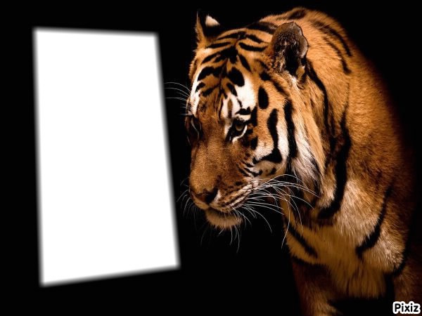 tigre Montaje fotografico