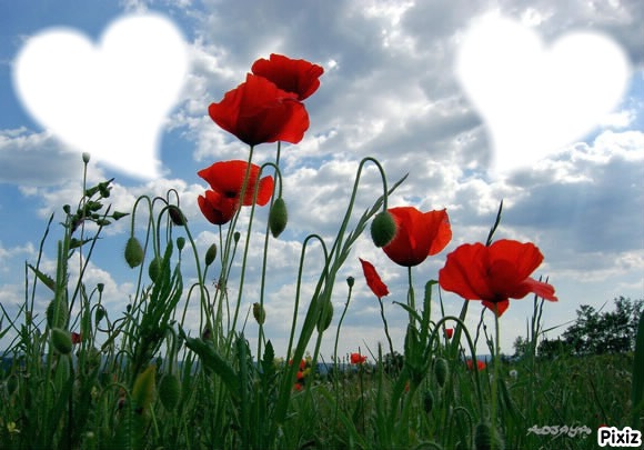 coquelicots Photo frame effect