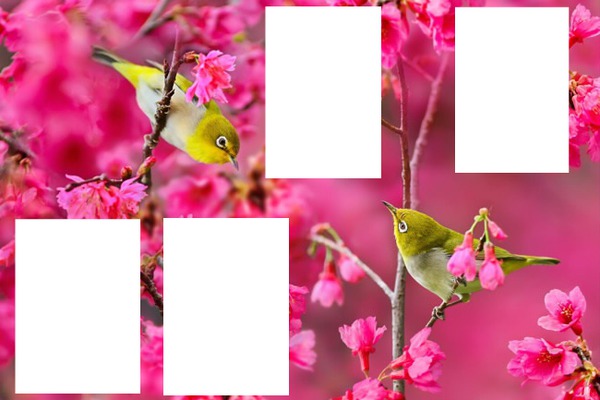 Oiseaux et fleurs Фотомонтажа